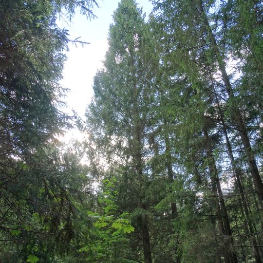 Peršokšnos piramidinė eglė