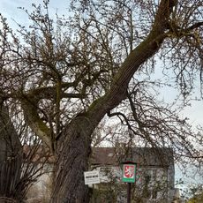 Pyrus communis (Hrušeň obecná)