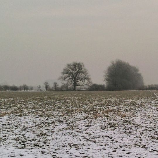 Dub u Wolfova splávku