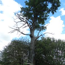 Ramoninės ąžuolas