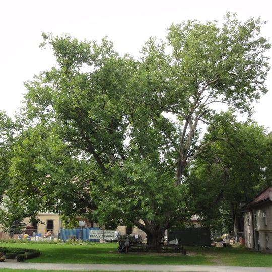 Park pałacowy w Kozach