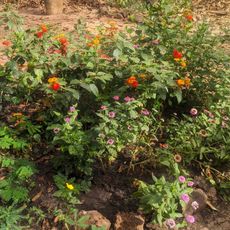 Jardín Botánico de Bakau