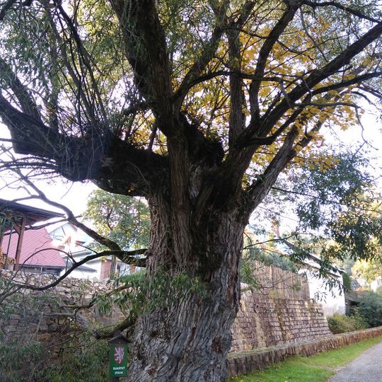 Vrba v Černém Dole