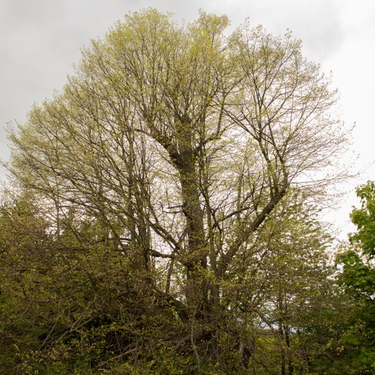 Winter-Linde Oberschöna