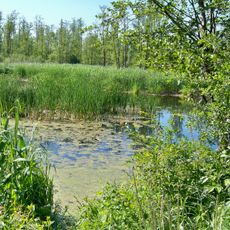 Nature reserve Borowiec