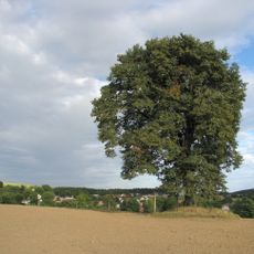 Lípa na Kříbu