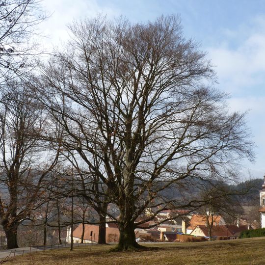 Červený buk v Lomnici