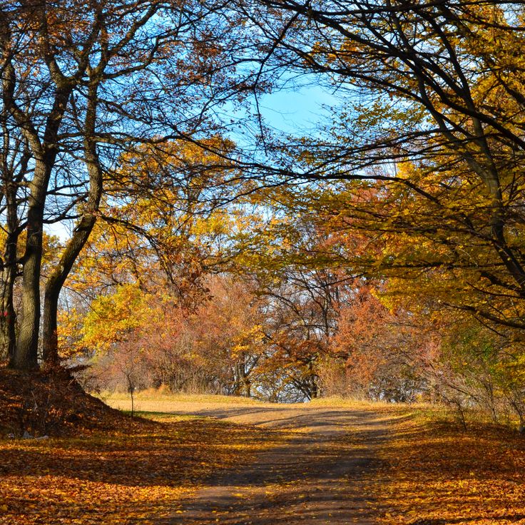Forêt de Hoia Baciu, Roumanie