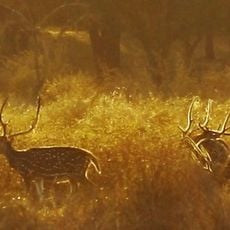 Pench National Park