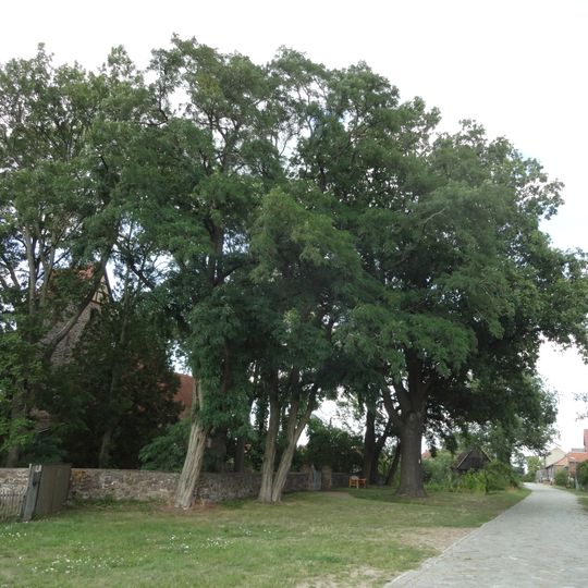 Naturdenkmal Eiche S am Kirchhof; Flur 4, Flurstück 13, 152 in Groß Ziescht