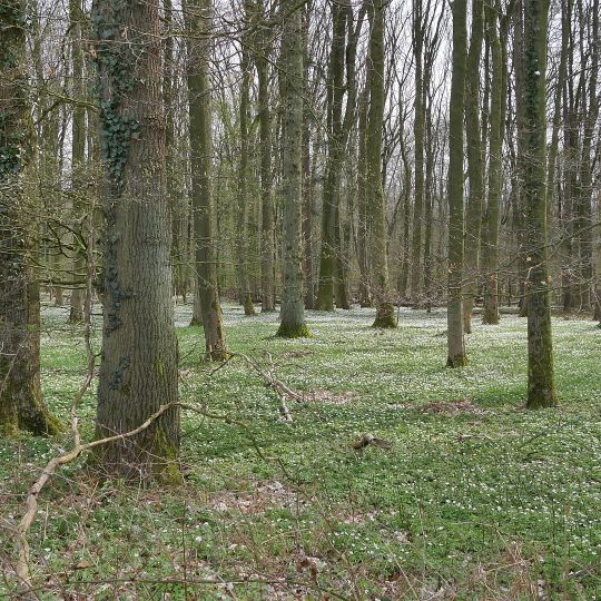 Talwald Hahnenkoppel