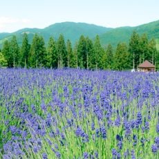 Misato town lavender field