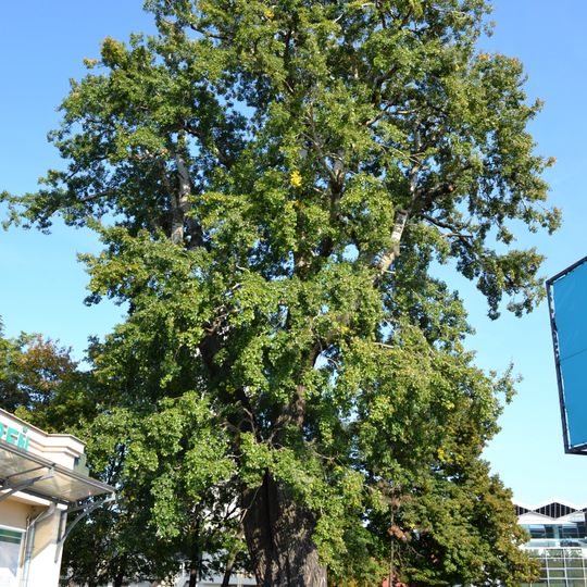 White poplar in the City Park