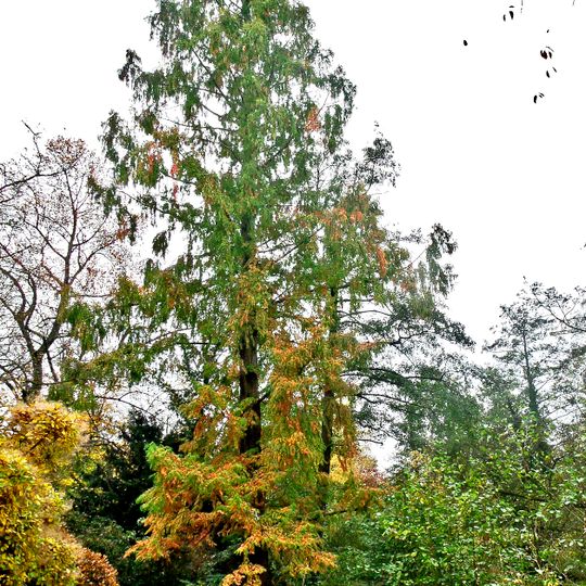 Naturdenkmal [[Mammutbaum]]-[[Urweltmammutbaum]]  Mühleninsel,vom Ostrower Damm ausLudwig-Leichhardt-Steg überqueren,Baum links am Mühlgraben stehend in Mitte