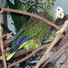 Botanic Gardens St. Vincent