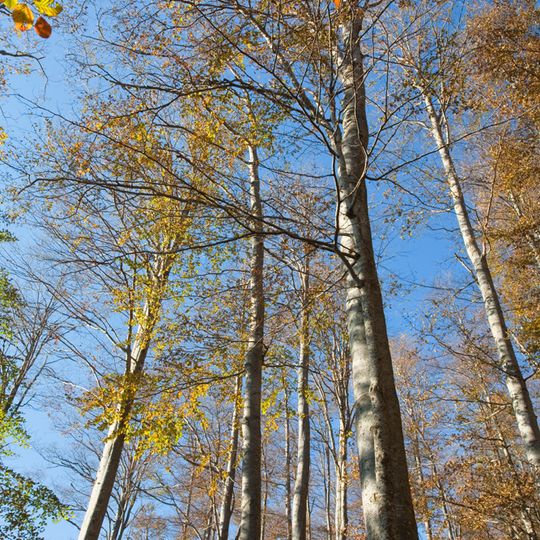 Boatin Biosphere Reserve