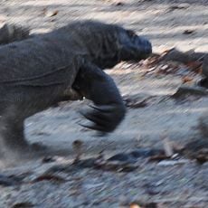 Parc national de Komodo