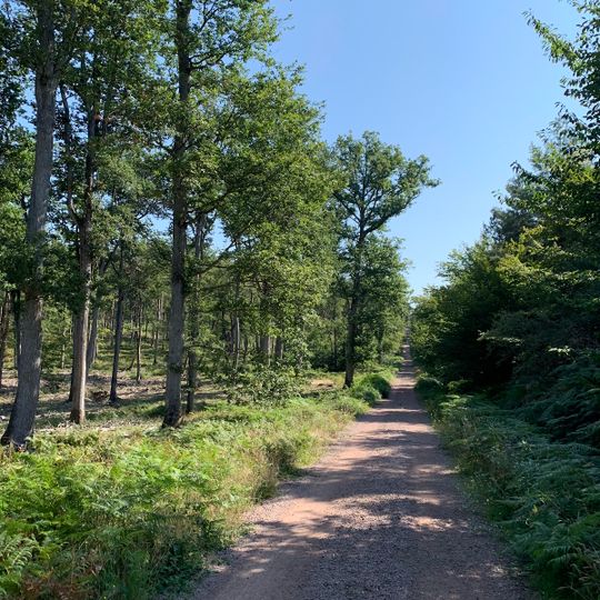 Balade en forêt de Tronçais