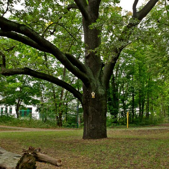 Naturdenkmal [[Eichen