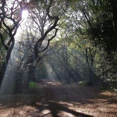 Hainault Forest