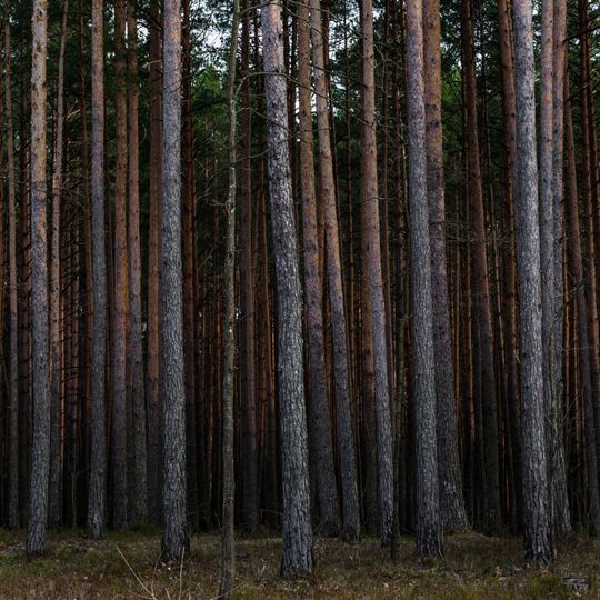 Соснові насадження