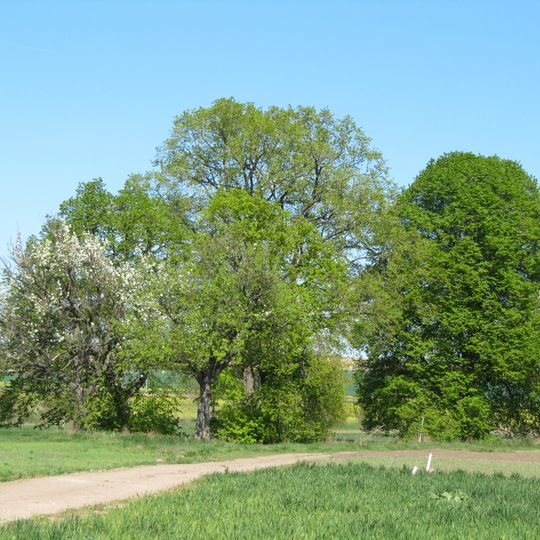 Památné lípy za obcí Vlkoš