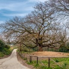 Quercia delle Streghe