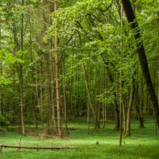 Naturwaldreservat Wolfsruhe