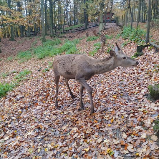 Wildgehege Dodenau