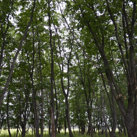 Dal'nerečenskij rajon