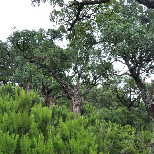 Mediterranean woodlands and forests