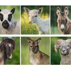 JuRita mini Zoo