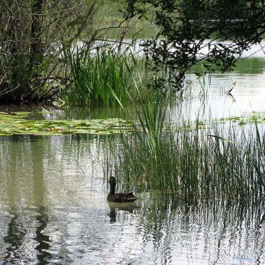 Allacher Forst und Angerlohe