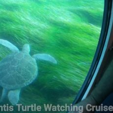 Atlantis Turtle Watching Cruise