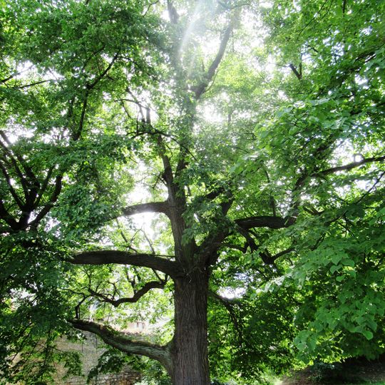 Lípa císaře Františka I.