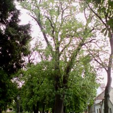 Jasan v Husových sadech