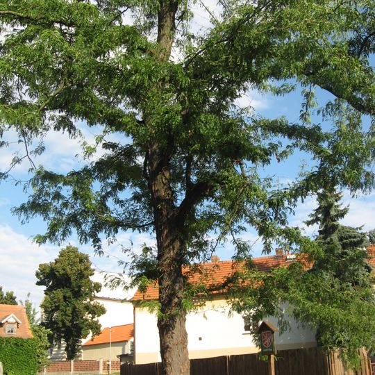 Dřezovec ve Slavětíně