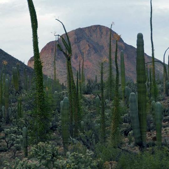 San Francisco de Borja