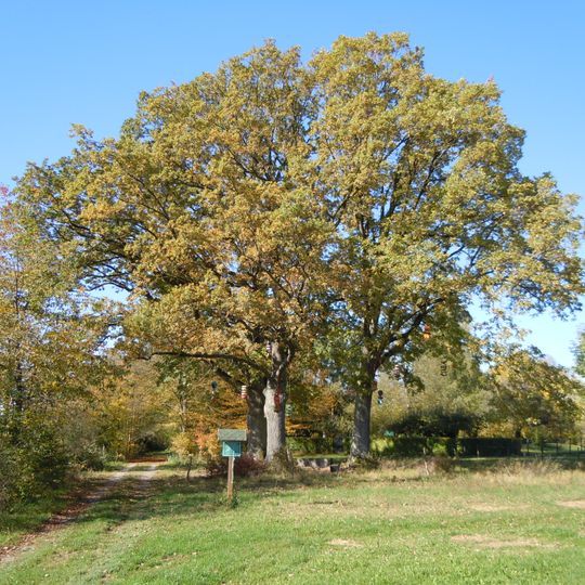 3 Kaisereichen im Schützenbühl