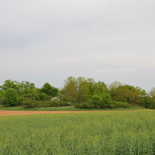 Feldgehölz am Signal Herrgottsfeld Pfad, Stutz