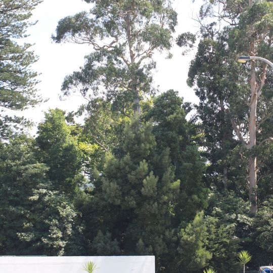 Árvore isolada em Casa de Esteiró