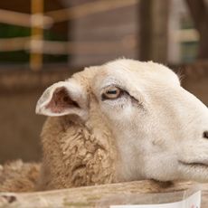 動物ふれあい広場