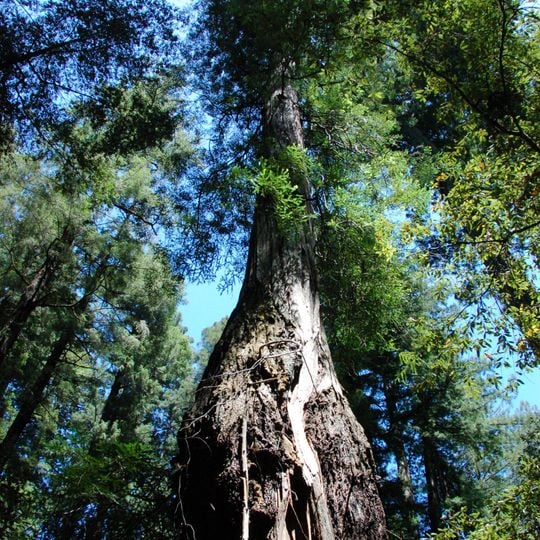 Armstrong Redwoods State Natural Reserve