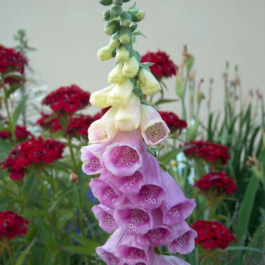 Jardín Botánico del Campus de Savonlinna