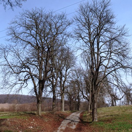 Dvě jírovcové aleje od zámku k lesu a ke Svárovu
