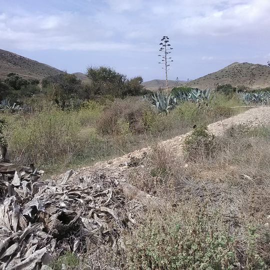 Aljibe de la Cortijada El Madroñal III