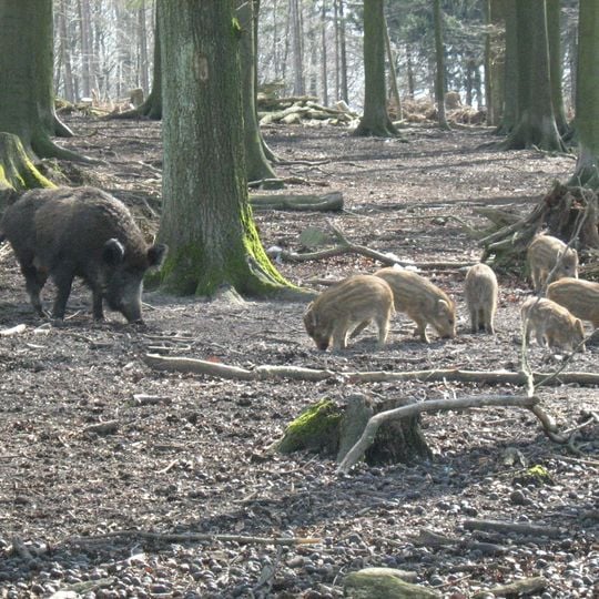 Wildpark Diedrichsburg