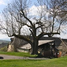 Jasan u Starého Dvora