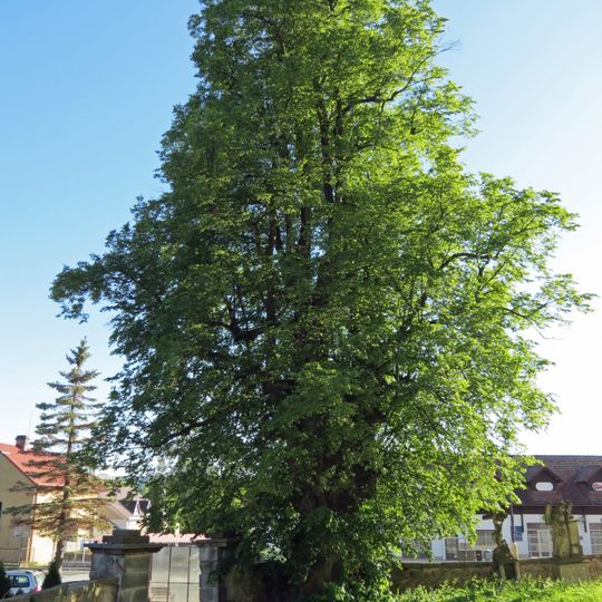 Lípa v Choustníkově Hradišti