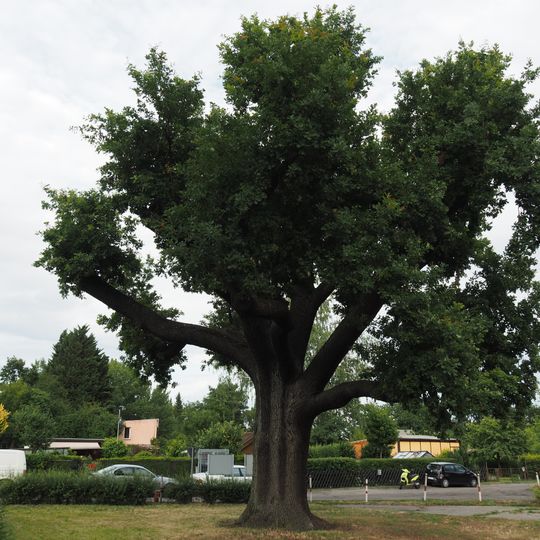 Stiel-Eiche Kolonie Florafreunde